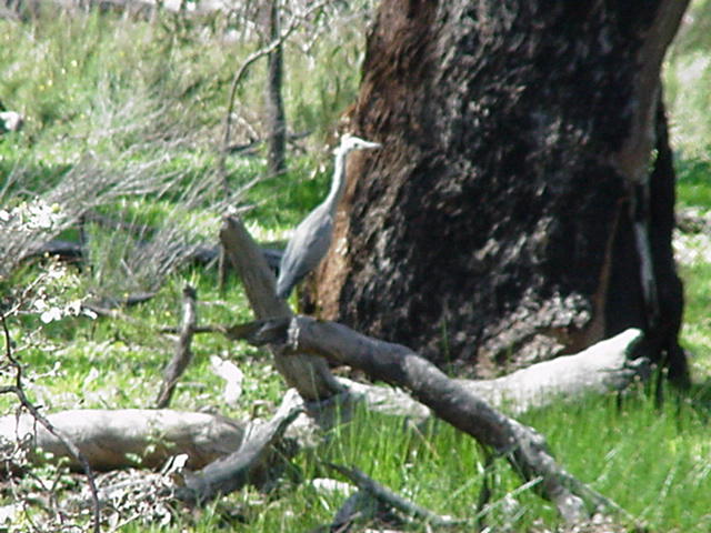 [Bird 1]