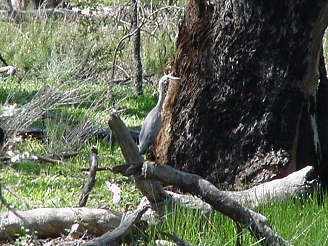 [Bird 2]
