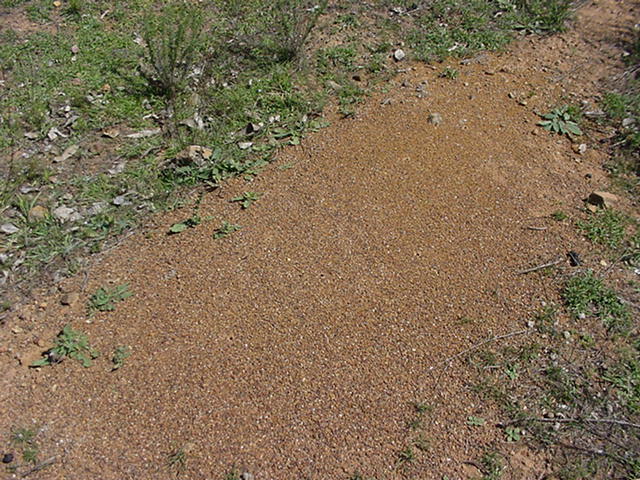[Ant nest]